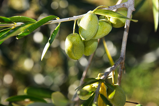 oliva nocellara